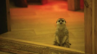 wild meerkat sitting near glass in zoo  clipart