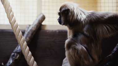 Hayvanat bahçesindeki ağaçta oturan maymunun seçici odağı 
