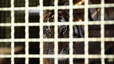 dangerous tiger looking away in cage with blurred foreground  clipart