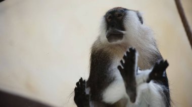 Hayvanat bahçesinde camların yanında oturan tüylü maymunun düşük açılı görüntüsü 