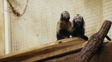 wild brown monkeys sitting in cage  clipart
