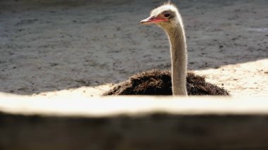 wild ostrich near blurred wooden fence  clipart