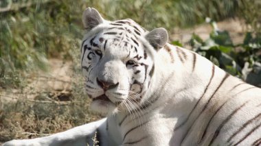 sunlight on white tiger lying outside in zoo clipart