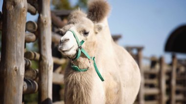 furry camel near wooden fence with blurred foreground  clipart