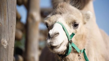 close up of camel near wooden fence clipart