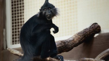 Siyah maymun hayvanat bahçesinde tahta dalda oturuyor.