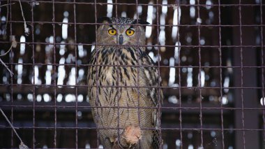 owl looking at camera through metallic cage  clipart