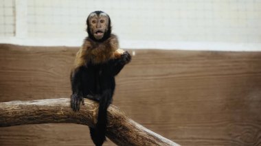 Vahşi kürklü maymun hayvanat bahçesinde patates yiyor. 