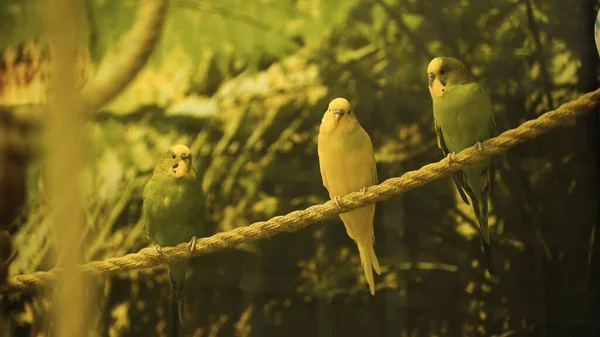 wild parrots sitting on rope with blurred foreground 