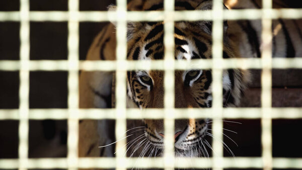 striped tiger looking at camera through cage with blurred foreground 