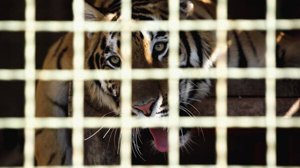 tiger yawning in cage with blurred foreground 