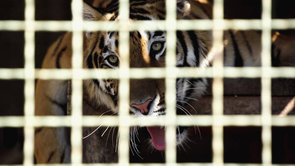 Tiger yawning in cage with blurred foreground