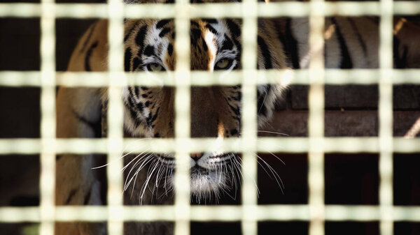 Tiger looking at camera through cage with blurred foreground