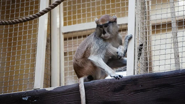 Macaque Sentado Perto Gaiola Metálica Zoológico — Fotografia de Stock