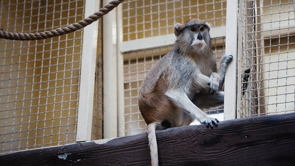 wild macaque sitting near metallic cage in zoo 