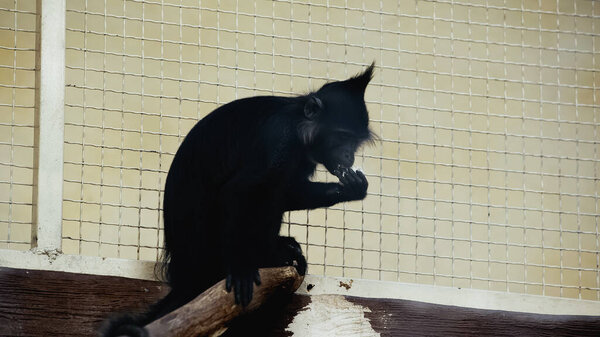 black monkey eating near cage in zoo