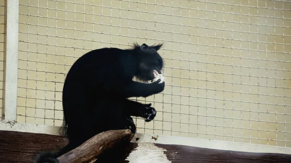 Scimpanzé Nero Che Mangia Vicino Alla Gabbia Metallica Nello Zoo — Foto Stock