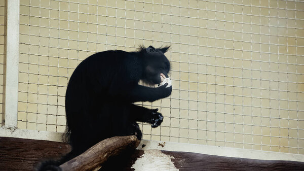 black chimpanzee eating near metallic cage in zoo