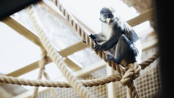 дикая обезьяна сидит на веревках в зоопарке с размытым передним план 