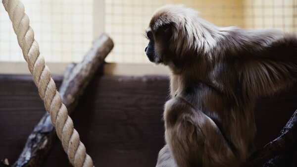selective focus of monkey sitting on tree in zoo 