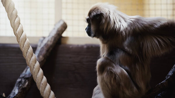 селективное внимание обезьяны, сидящей на дереве в зоопарке 