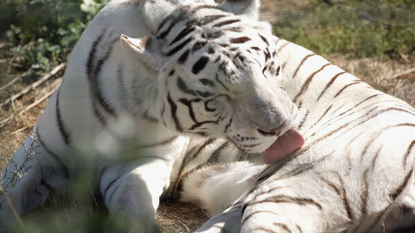sunlight on striped white tiger licking fur outside 