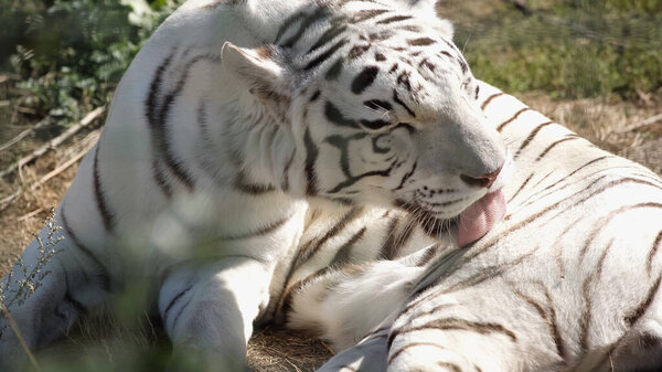 sunlight on striped white tiger licking fur in zoo