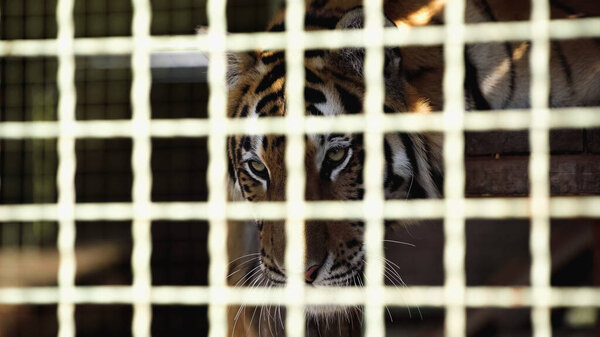 Dangerous tiger looking away in cage with blurred foreground