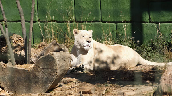 wild lioness lying near green wall and plants in zoo