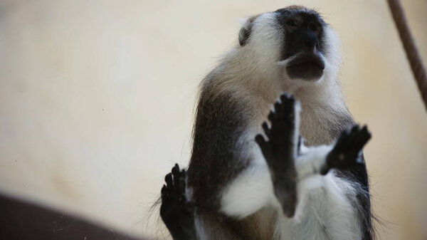 low angle view of furry monkey sitting on glass in zoo 