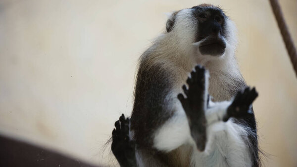 низкий угол зрения пушистая обезьяна сидит на стекле в зоопарке 
