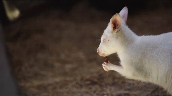 white baby kangaroo eating vegetable in zoo 