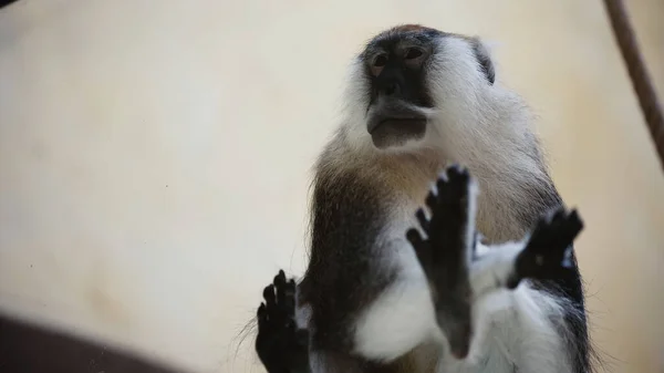 动物园里坐在玻璃旁边的毛猴的低角度视图 — 图库照片