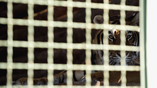 dangerous tiger looking at camera through cage with blurred foreground 