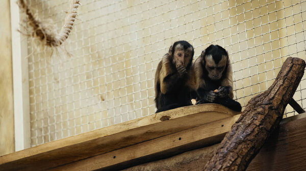 коричневый шимпанзе ест хлеб в зоопарке