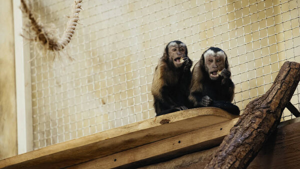 коричневый шимпанзе ест хлеб в клетке