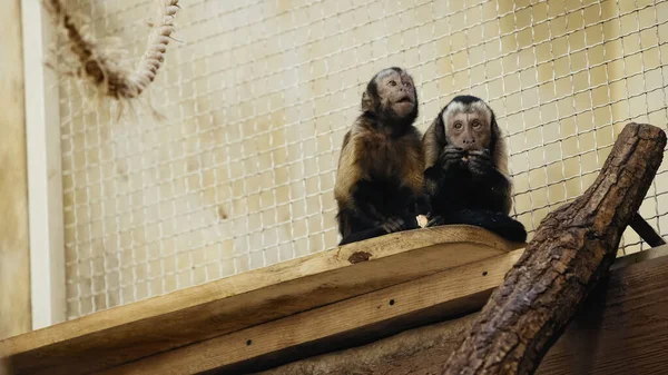 棕色野生黑猩猩在笼中吃面包 — 图库照片