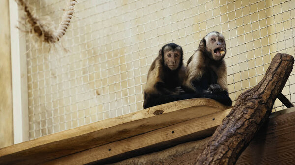 дикий шимпанзе ест хлеб в клетке