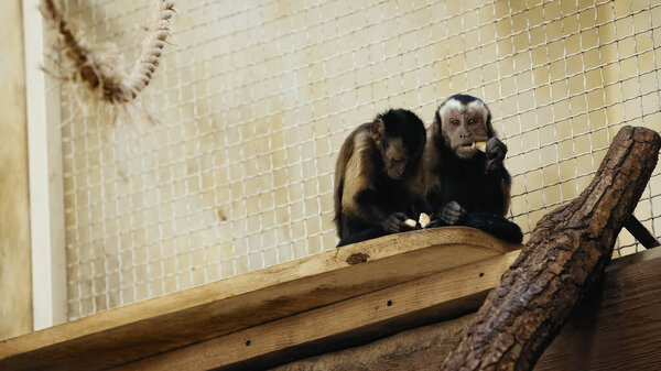дикий и коричневый шимпанзе ест хлеб в клетке зоопарка