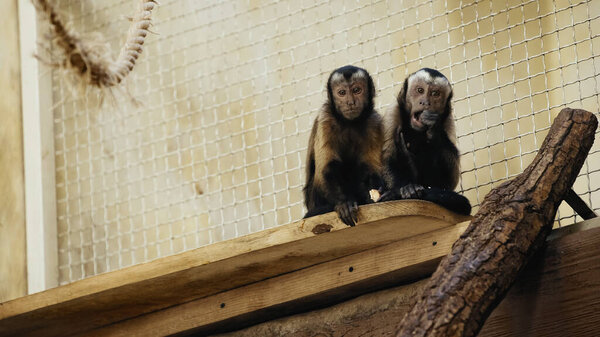 дикий шимпанзе ест вкусный хлеб в клетке зоопарка