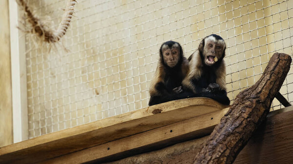 brown wild chimpanzee eating bread in zoo