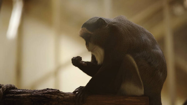 дикая черно-белая обезьяна смотрит на лапу в зоопарке