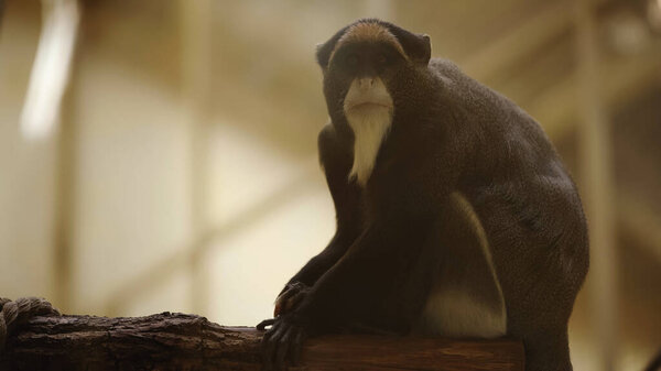 wild black and white macaque sitting on branch in zoo