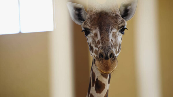 wild giraffe looking at camera in zoo 