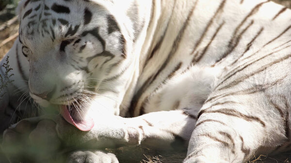 sunlight on white tiger licking fur outside 