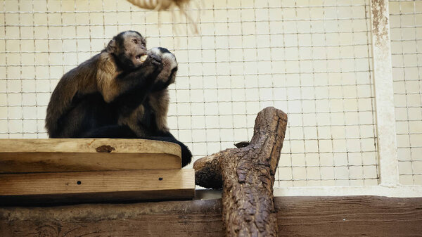 пушистый и дикий шимпанзе сидит в клетке и ест хлеб 