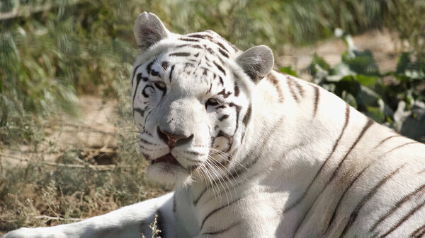 sunlight on white tiger lying outside in zoo