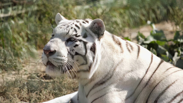 sunshine on white tiger lying outside in zoo