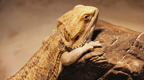 Wild Chameleon Climbing Rock — Φωτογραφία Αρχείου