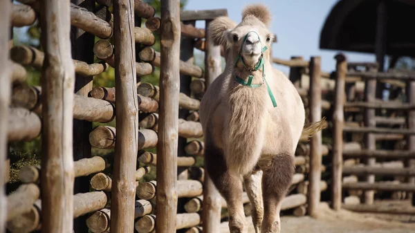 Sunlight Furry Camel Walking Wooden Fence Zoo — Stock Photo, Image